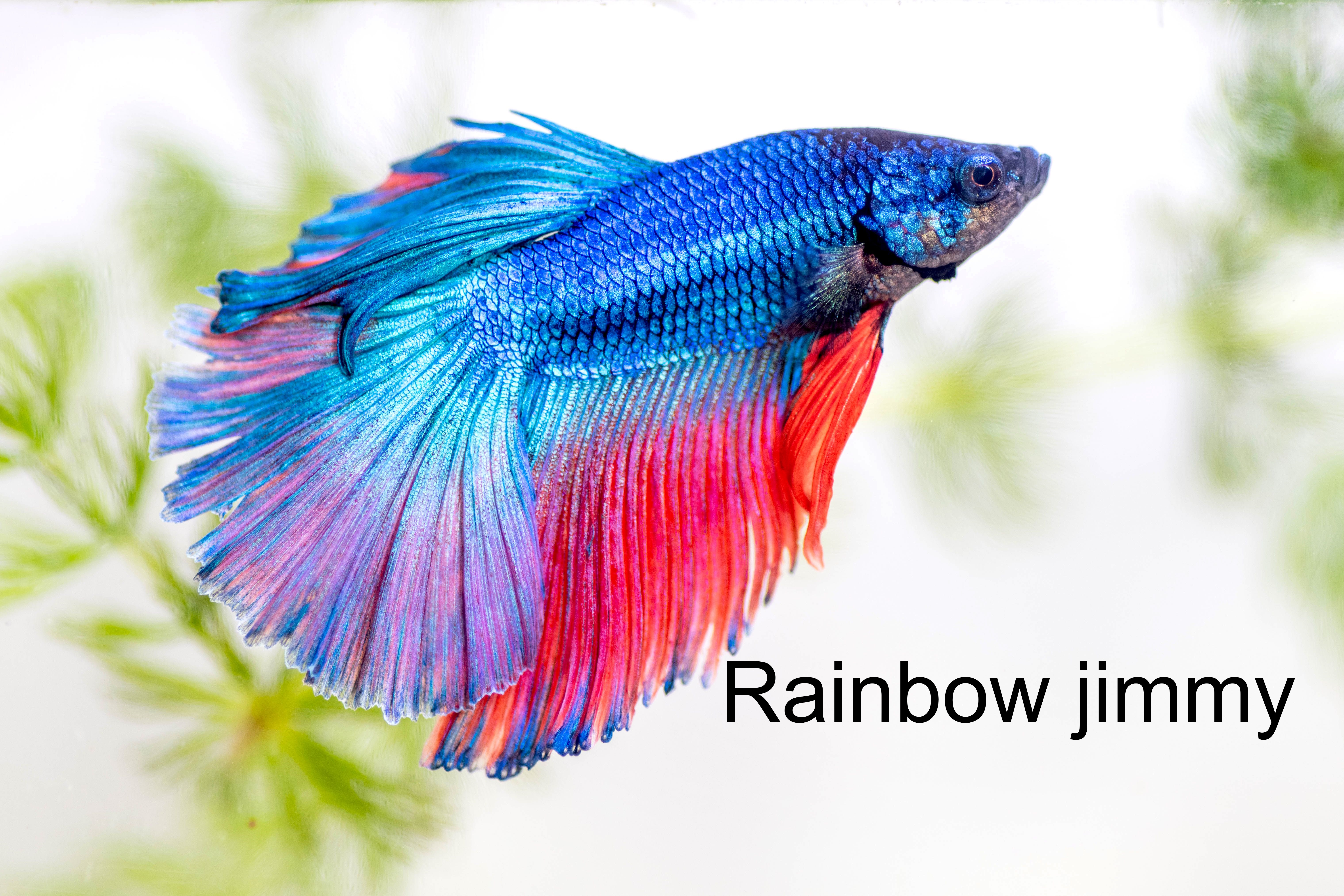 Rainbow Jimmy